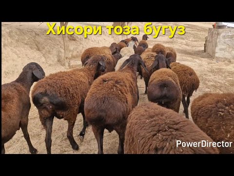Видео: Стоп ✋️ савдо шудан тарафи ш. Вахдат 