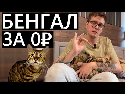 Видео: Бенгальский котёнок с авито за БЕСПЛАТНО! #бенгал #кот #покупки