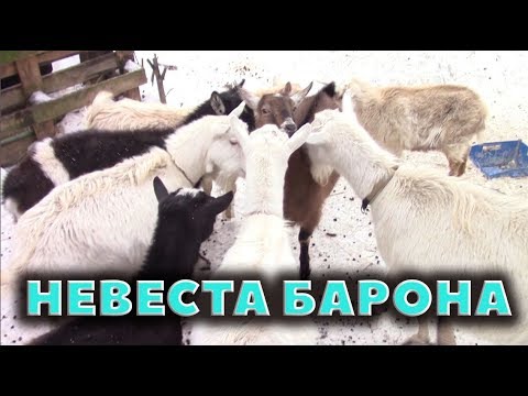 Видео: Невеста для Барона. Козьи свадьбы