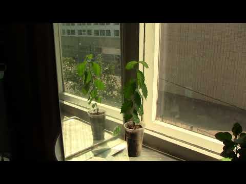 Видео: Как вырастить вяз. Август. Часть 5.