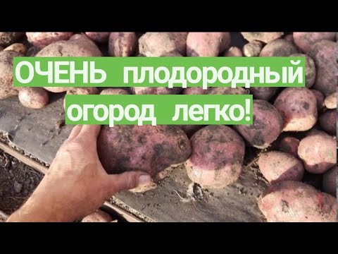 Видео: Урожайный огород правильное земледелие Как вырастить УРОЖАЙ