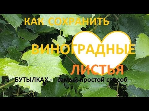 Видео: Как сохранить виноградные листья...в БУТЫЛКАХ?