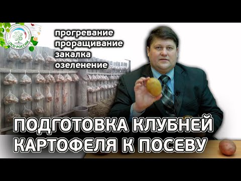 Видео: Подготовка картофеля к посадке.  Прогрев, закалка, озеленение, все про выращивание картофеля.