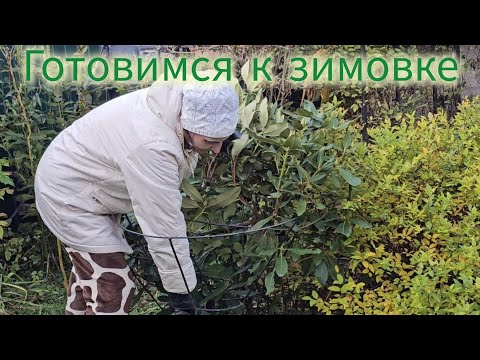 Видео: Готовлю растения к зиме / Красочный октябрь 🍁 / Сбор семян #сад #растения #осень 