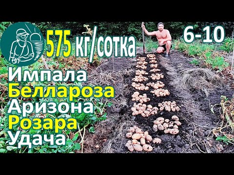 Видео: 🥔 Сбор урожая 26 сортов картофеля в жарком климате: Беллароза, Розара, Импала, Удача, Аризона