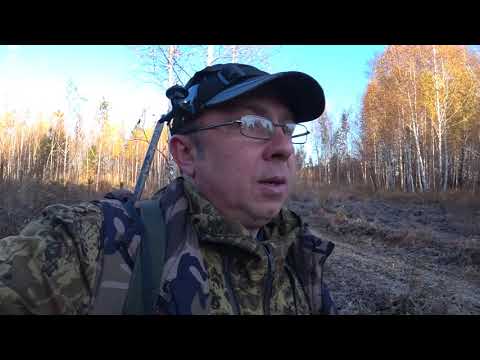 Видео: Охота с эстонскими гончими!