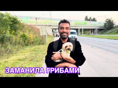 Видео: #жизньвфинляндии Принесла с прогулки клеща. Ждем гостей