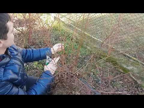 Видео: обрізка лохини (голубика) 30.01.2021