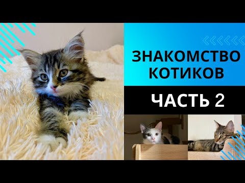 Видео: Знакомство котиков. Часть 2