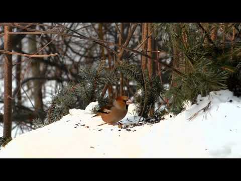 Видео: Дубоносы и их Друзья