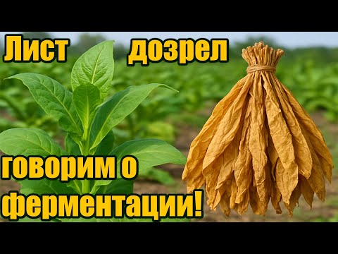 Видео: 3 месяца роста табака — лист дозрел, говорим о ферментации!