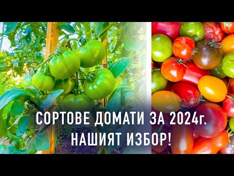 Видео: Какви сортове домати избрахме да отглеждаме тази година - част 1. Защо окапват цветовете на доматите