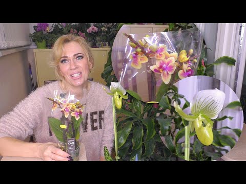 Видео: Опять ОНИ...! НОВЫЕ орхидеи. Что дальше...?