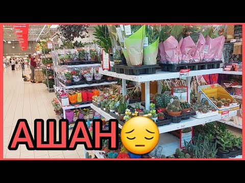 Видео: 18.08.23 #Ашан расстроил😔НедоОБЗОР🌵 #Суккуленты 🌸 #ОРХИДЕИ #Фикус 🍀#кактус #цветы #растения #Липецк