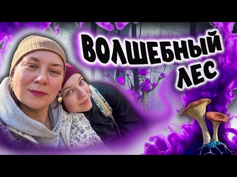 Видео: Волшебный лес/вам понравится анонс #жизньвсша #эмиграциявсша