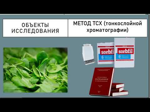 Видео: Хроматографический анализ листьев шпината огородного