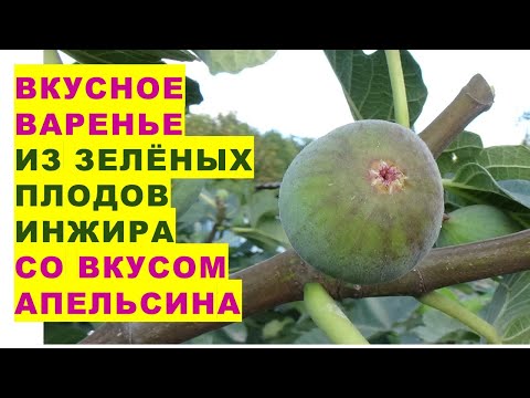 Видео: Вкусное варенье из зелёных плодов инжира с ароматом и вкусом апельсина