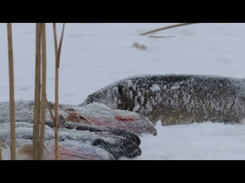 Видео: Натрапили на голодну щуку не дають сісти річка стохід