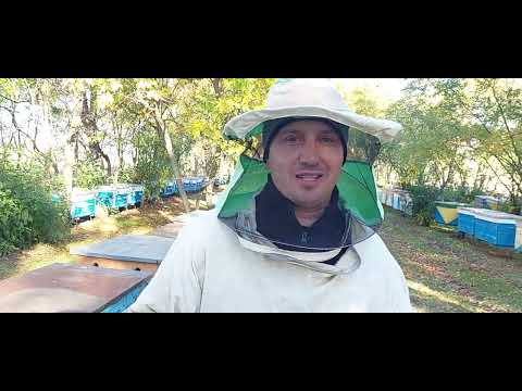Видео: Пасіка на лежаках повертається..Висновки по сезону 