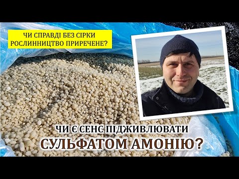 Видео: Чи є сенс підживлювати сульфатом амонію?