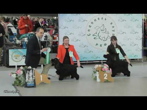 Видео: 2019 выставка собак XXV ЧЕМПИОНАТ СПАНИЕЛЬ КЛУБА часть-2