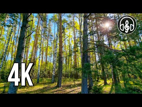 Видео: Пение птиц в утреннем Майском лесу. 12 Часов видео в  4K.