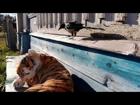 Видео: Деревенские будни сороки  Яши 1часть Тверская обл