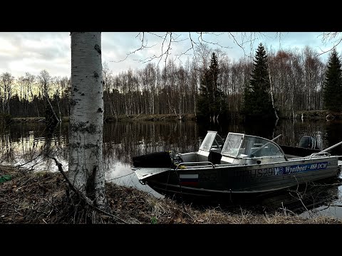 Видео: Кумжа обрывает снасти! Рыбалка в нерестовой реке. Весна