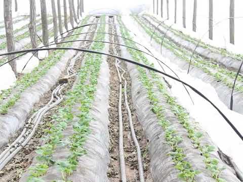 Видео: Клубника в теплице  .ОТОПЛЕНИЕ. КАК ускорить рост . 9.03. 2018