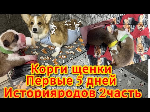 Видео: VLOG:РОДЫ КОРГИ ЧАСТЬ 2|КЕСАРЕВО СЕЧЕНИЕ| УХОД ЗА МАЛЫШАМИ БЕЗ МАМЫ |наши первые 5 дней ❤️щенки 😍