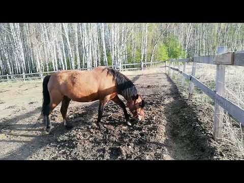 Видео: приучение лошади к электропастуху. обзор статик 3м. левада