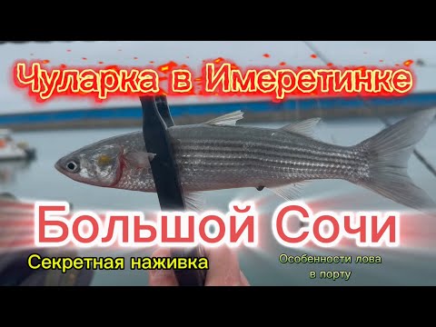 Видео: Ловля кефали в Имеретинском порту. Рыбалка в Сочи #fishing #рыбалка #sochi #сочи #обзор