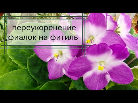 Видео: Фиалки 🌺🌺🌺 Переукоренение, пасынки, пни. Показываю результат переукоренения через месяц