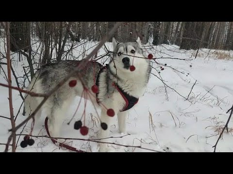 Видео: Ноябрьская зима#huskyidel #сибирскийхаски #челябинск 🐺🐺