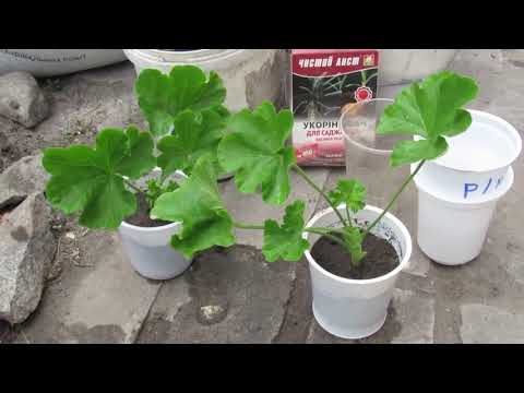 Видео: 100% ПРОВЕРЕННЫЙ СПОСОБ УКОРЕНЕНИЯ ГЕРАНИ ОСЕНЬЮ