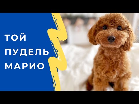 Видео: ТОЙ ПУДЕЛЬ МАРИО. КАК ИЗМЕНИЛАСЬ НАША ЖИЗНЬ С ПОЯВЛЕНИЕМ СОБАКИ?