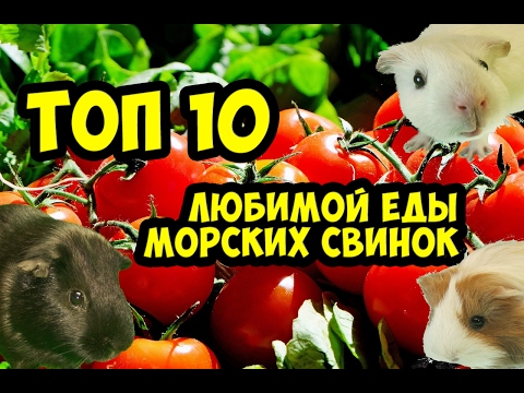Видео: Морские свинки. Топ 10 любимой еды / SvinkiHotel