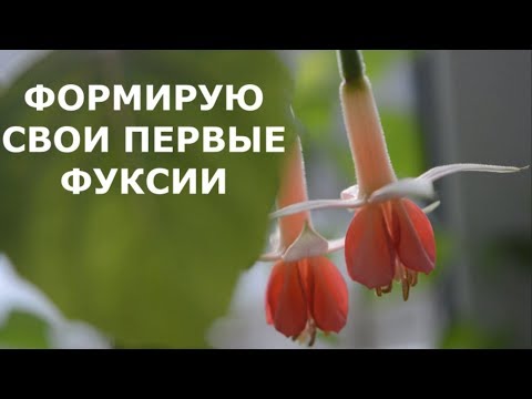 Видео: Фуксии от Полины Киселевой/ Первая прищипка