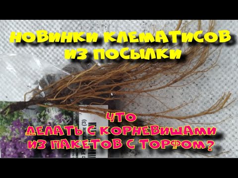 Видео: КЛЕМАТИСЫ ИЗ ПОСЫЛКИ. ЧТО ДЕЛАТЬ С КОРНЕВИЩАМИ ПОСЛЕ ПОКУПКИ?