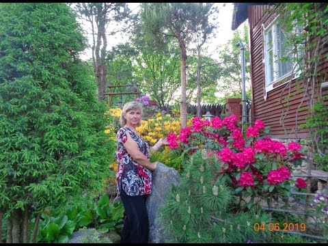 Видео: РОДОДЕНДРОНЫ  -УХОД   сразу ПОСЛЕ ЦВЕТЕНИЯ