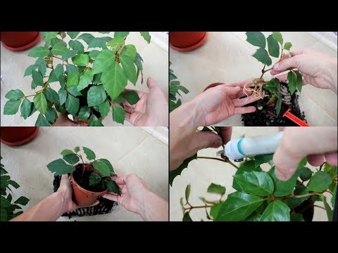 Видео: Как формировать циссус из черенков. Обрезка. Укоренение циссуса.//Валентина Земскова