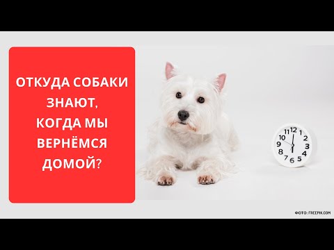 Видео: Откуда собаки знают, когда хозяева вернутся домой?