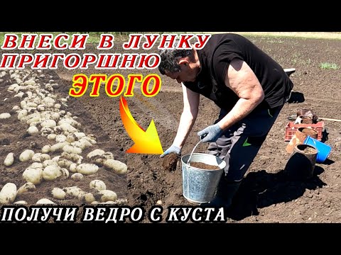Видео: ПОСАДКА КАРТОФЕЛЯ! Чтобы КАРТОФЕЛЬ получить КРУПНЫЙ ТОННАМИ, насыпаю в каждую лунку ПРИГОРШНЮ ЭТОГО!