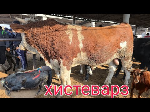 Видео: МОЛБОЗОРИ ХИСТЕВАРЗ Ш ХУЧАНД ХУДЖАНД ТОЖИКИСТОН ноября molbozor bozor 