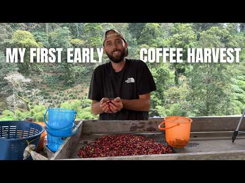 Видео: Мы так счастливы! Наш первый урожай кофе в этом году!