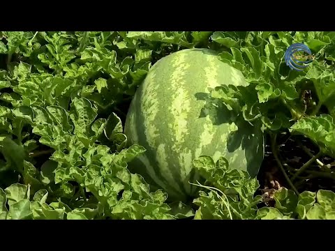 Видео: БОЗОЙЛЫҚ ШАРУАЛАРҒА ҚАРБЫЗ-ҚАУЫН ӨСІРУГЕ НЕ КЕДЕРГІ? / AGROLIFE / 12.08.22