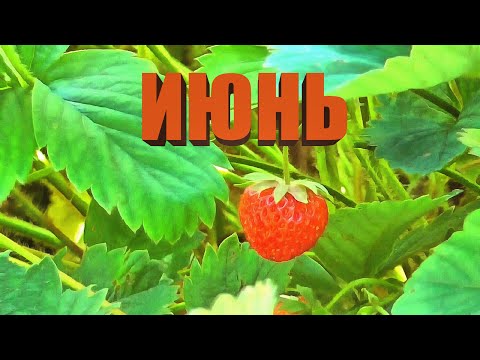 Видео: Июнь 2024