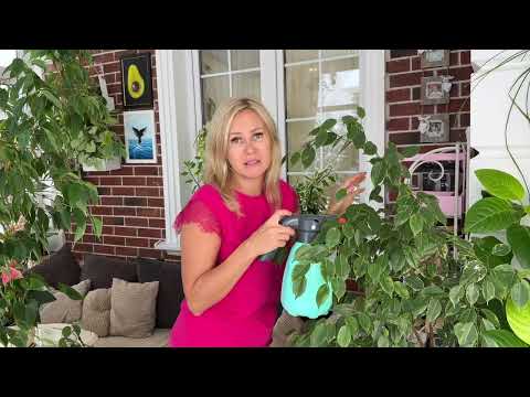 Видео: Решаем проблемы с фикусами. Системные акаридицы - Коромайт, Санмайт, Дабл Фейс, Стармай, Канемайт