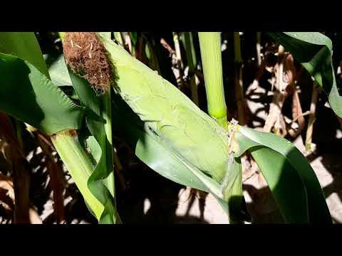 Видео: Огляд кукурудзи Peoneer гібрид 9074 на піску.15 серпня.