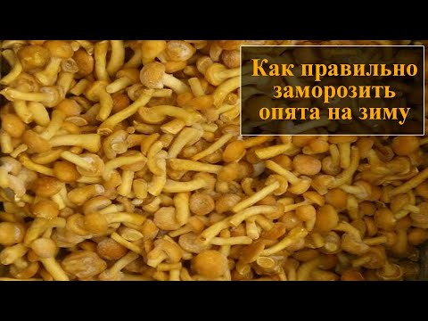 Видео: Как замораживать опята в домашних условиях